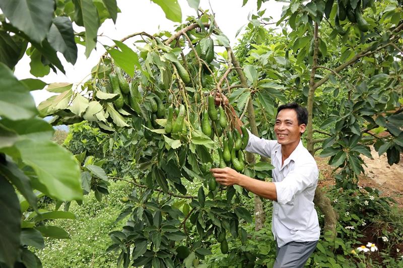 Bơ ghép đang là cây trồng mang lại hiệu quả kinh tế cao cho người dân Bảo Lâm. Ảnh: K.P