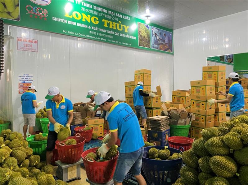 Công ty TNHH Thương mại Sản xuất Long Thủy là doanh nghiệp đầu tiên của tỉnh Lâm Đồng xuất khẩu sầu riêng chính ngạch sang thị trường Trung Quốc