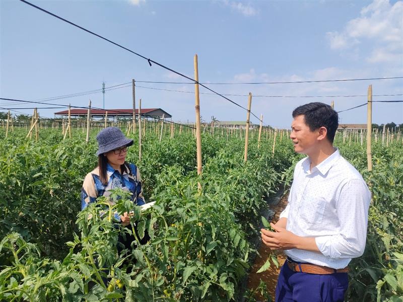 Anh Đào Tuấn chia sẻ về cách trồng và chăm sóc cà chua theo tiêu chuẩn VietGAP.JPG