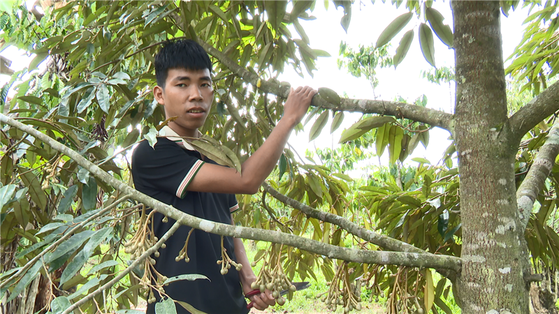 K’Minh Nhật phụ giúp gia đình chăm sóc sầu riêng 