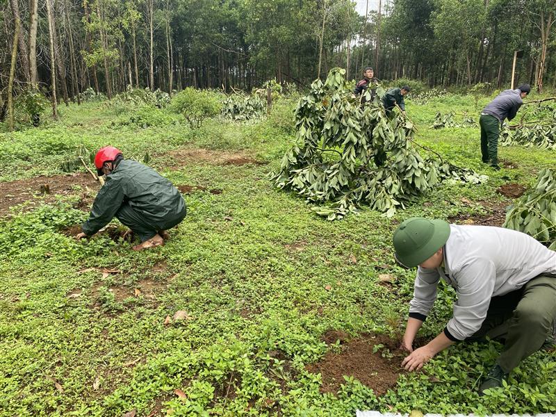 Sau khi giải tỏa ngành chức năng trồng lại rừng