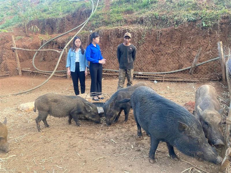 Ngân hàng Chính sách xã hội huyện hổ trợ vốn cho thanh niên khởi nghiệp