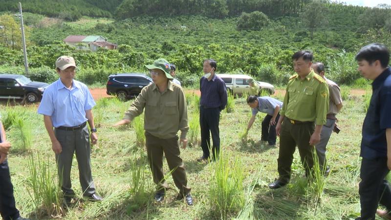 ông Đặng Trí Dũng – UVBTV TU – PCT UBND tỉnh đã đi kiểm tra thực tế công tác trồng rừng tại tiểu khu 411 – xã B’Lá